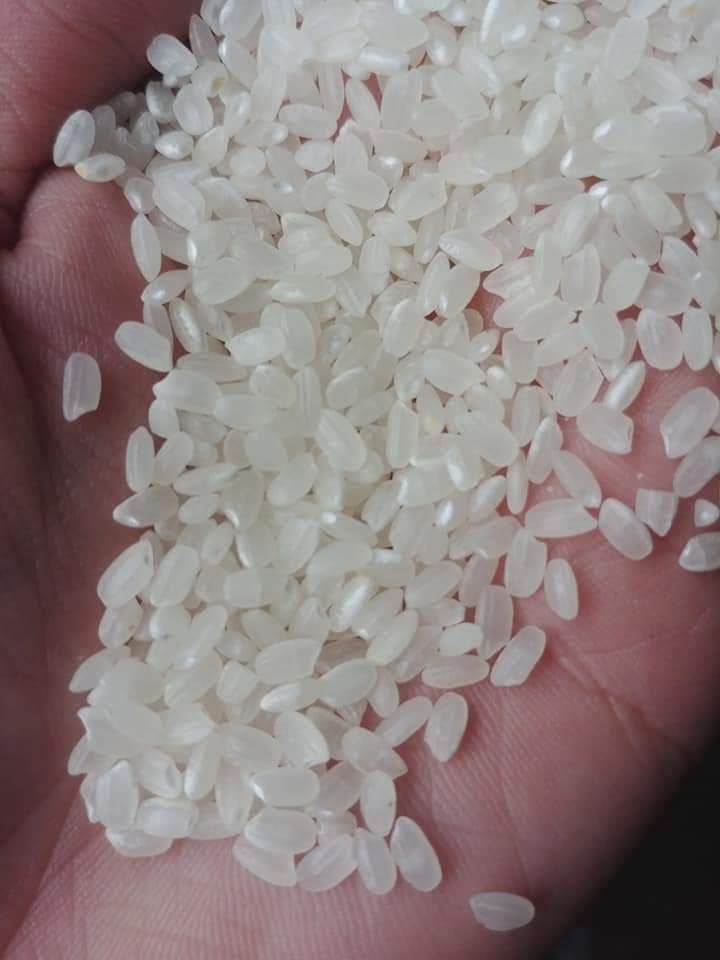 Gạo bao thai - Lạng Sơn
