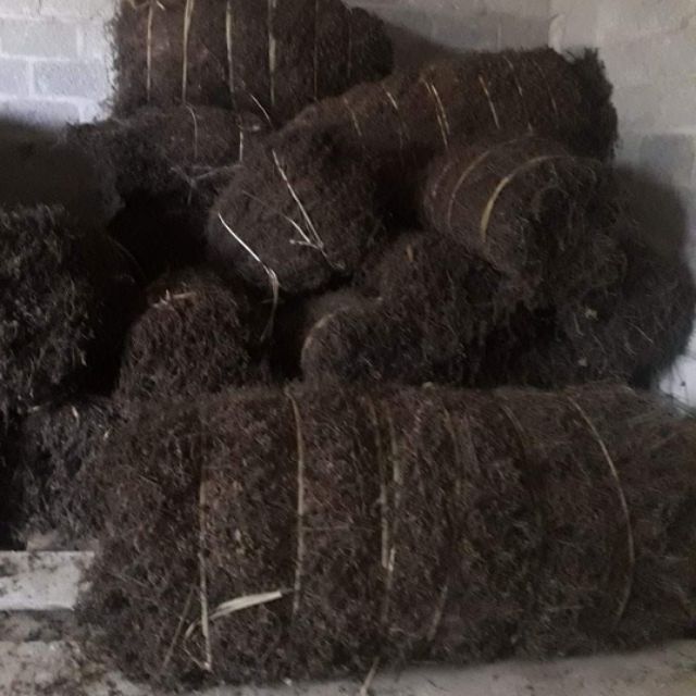 Thạch đen khô xuất khẩu - thạch đen Tràng Định